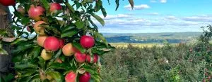 Lyman Orchards