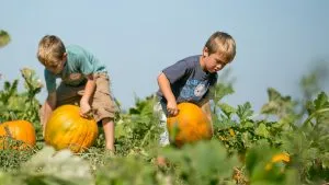 Lyman Orchards