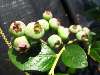 Alaska Berries