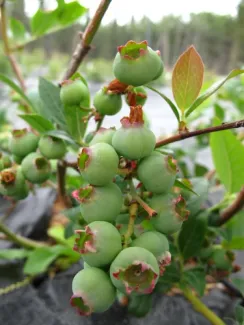 Alaska Berries