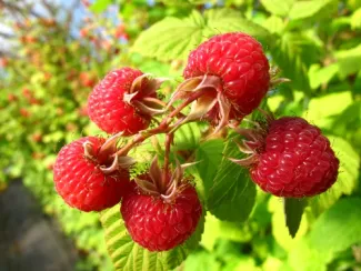 Alaska Berries