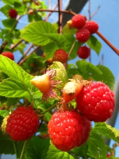 Alaska Berries