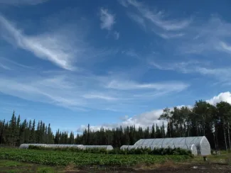 Alaska Berries