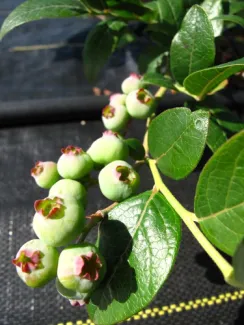 Alaska Berries