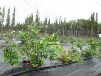 Alaska Berries