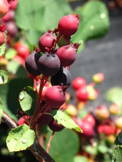 Alaska Berries