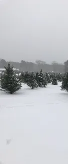 Bradbury Christmas Tree Farm