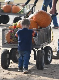 Pebbles Farm