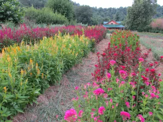 Dripping Springs Garden