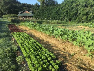 Dripping Springs Garden