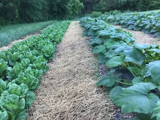 Dripping Springs Garden