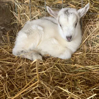 Harley Farms Goat Dairy