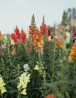 Gather Mountain Blooms