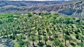 China Date Ranch