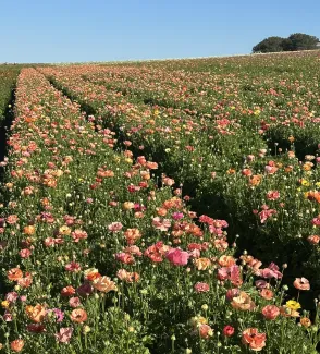 The Flower Fields at Carlsbad Ranch