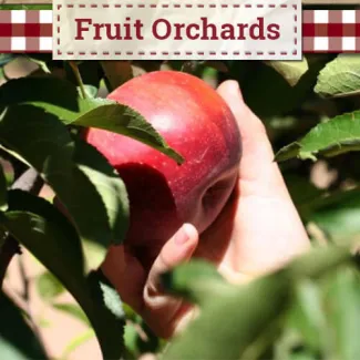 Apple Annie's Orchard Inc