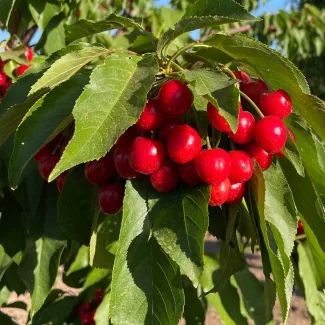 Apple Annie's Orchard Inc