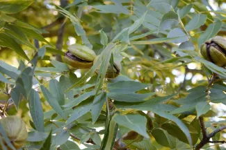 B & B Pecan Co.