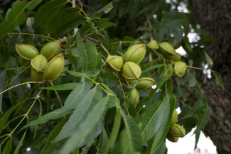 B & B Pecan Co.