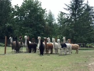 La Vida Alpaca and Tahoma Vista Fiber Mill