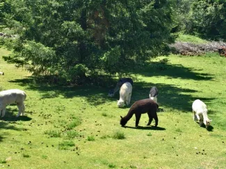 La Vida Alpaca and Tahoma Vista Fiber Mill