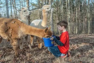 Apple Mountain Alpacas