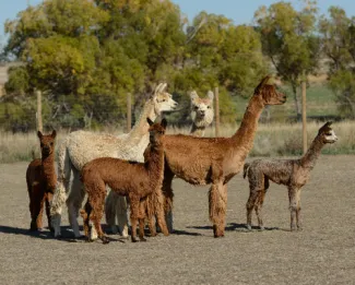 Shambalah Alpaca Ranch