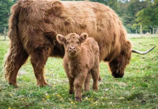  Want to start a livestock farm? Get a mentor!