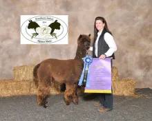 Graysea - SOLD TO Liberty Alpacas - JEFF And Lorrie Williamson