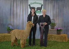 A Wanted MAN - SOLD TO SUN STAR Alpacas (germany) - Cornelia Kerscher And Daniel Weinfurter