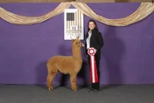 Majestic's Lyla - SOLD - Thank YOU ROCK Creek Alpacasa