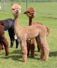 Majestic's Sasha - SOLD - Thank YOU Happy Hounds Alpaca Ranch - Laurie Mccallum Hoffman And Dillon