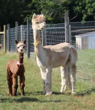 Cagney's Lady Gaga And Love Train (female Cria)