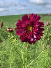 Milkhouse Flowers