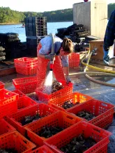 Damariscotta River Oysters