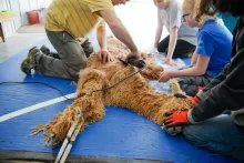 Alpaca Shearing Day