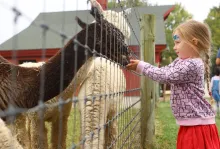 Alpaca Meet & Feed