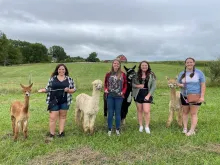 Alpaca Trekking