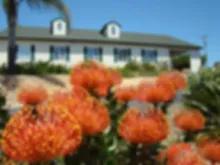 Rainbow Protea