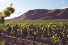 Brooking Vineyards