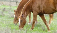Icssoma Farm