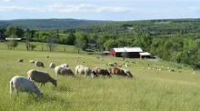 Farm Sanctuary California Shelter