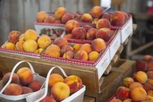 Mulberry Orchard