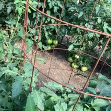 86th Street Orchard