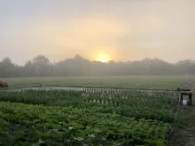 Blossom Lane Farm