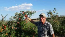 Valley Orchard