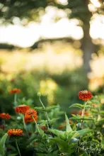 Proclamation Flowers