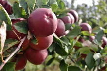 Curtis Orchard & Pumpkin Patch