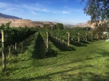 BookCliff Vineyards