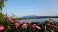 EagleSong Family Peony Farm